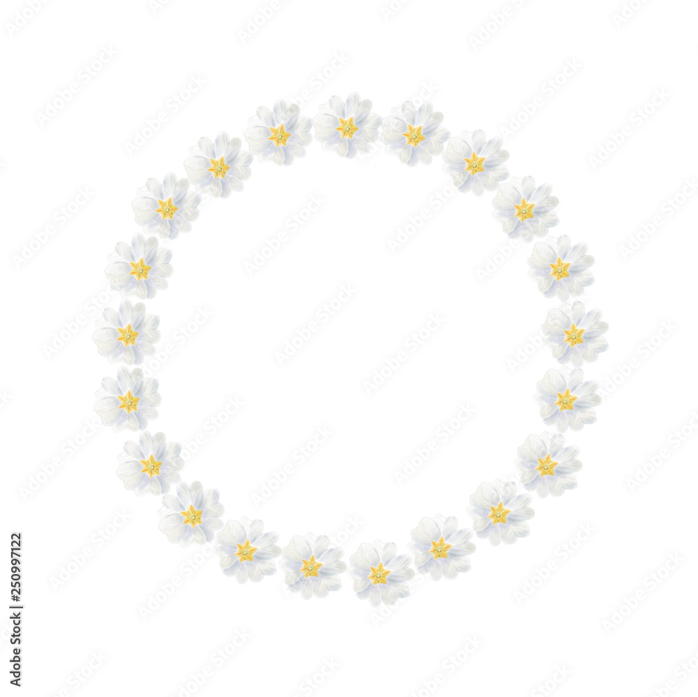 Watercolor white primrose wreath isolated on a blank background Watercolor white primrose wreath isolated on a blank background