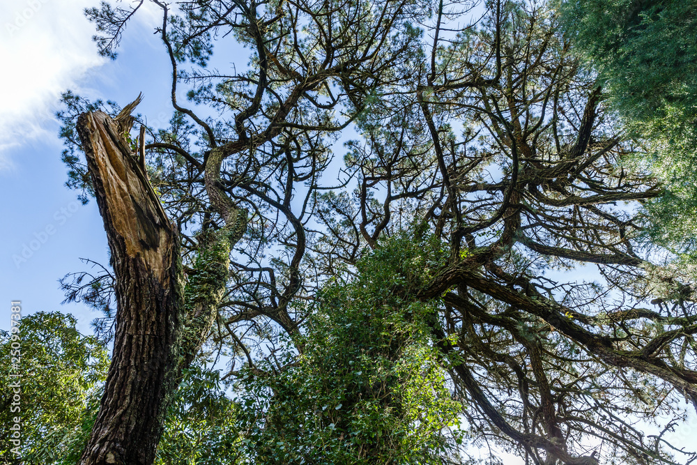 spring, sunny day, very big tree without leaves, and the whole trunk and the branches have grown with green ivy spring, sunny day, very big tree without leaves, and the whole trunk and the branches have grown with green ivy