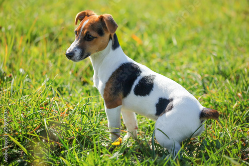 Small Jack Russell terrier sitting in the low grass, sun shining on her, side view.