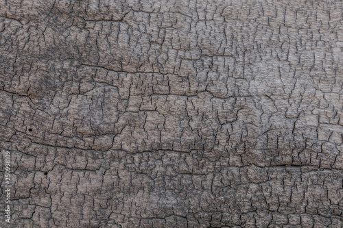 Cracked tree texture