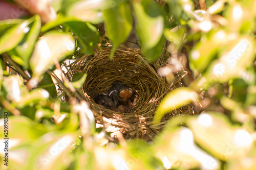 yellow vented bulbul two squab chick birds three days old without feathers in the nest  photo