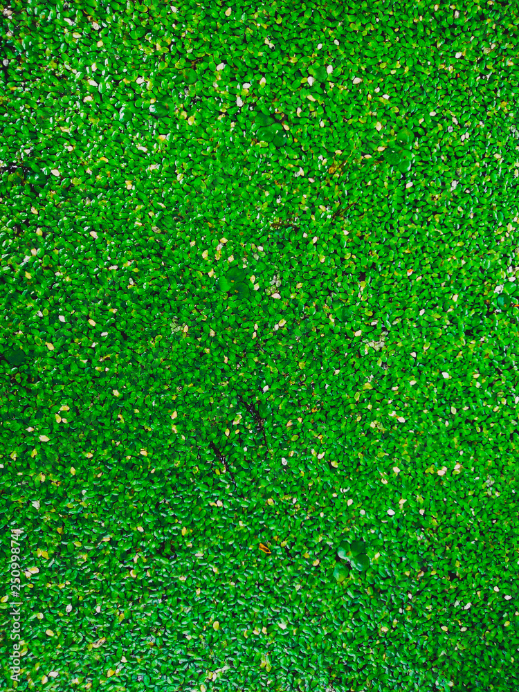 Fototapeta premium green grass background