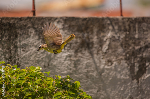 yellow vented bulbul birds rotate in watching the nest and feeding with insects two newborn squab, birds flying with food for the offspring 3 days old birds biddies photo