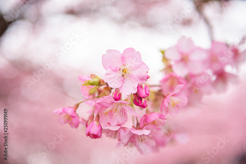 Beautiful Cherry Blossom in Matsuda , Japan