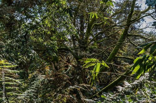 Photos very thick area of the park; thickening of bushes and tree branches; a large tre