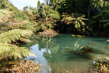 with ferns and palm trees overgrown with a pond in a park; green pond water has a beautiful reflection of plants and trees