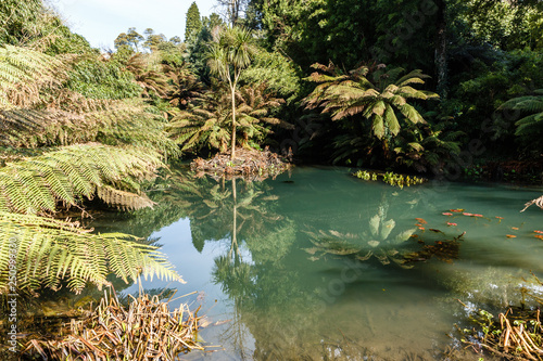 with ferns and palm trees overgrown with a pond in a park  green pond water has a beautiful reflection of plants and trees