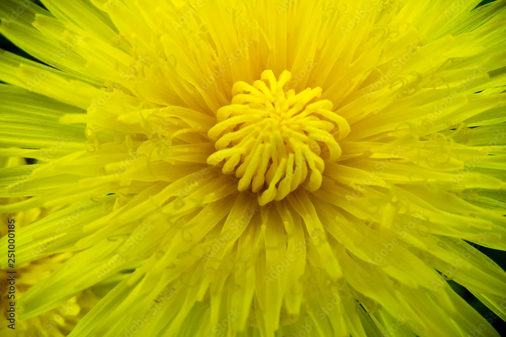 macro of romantic yellow dandelion flower in spring season macro of romantic yellow dandelion flower in spring season