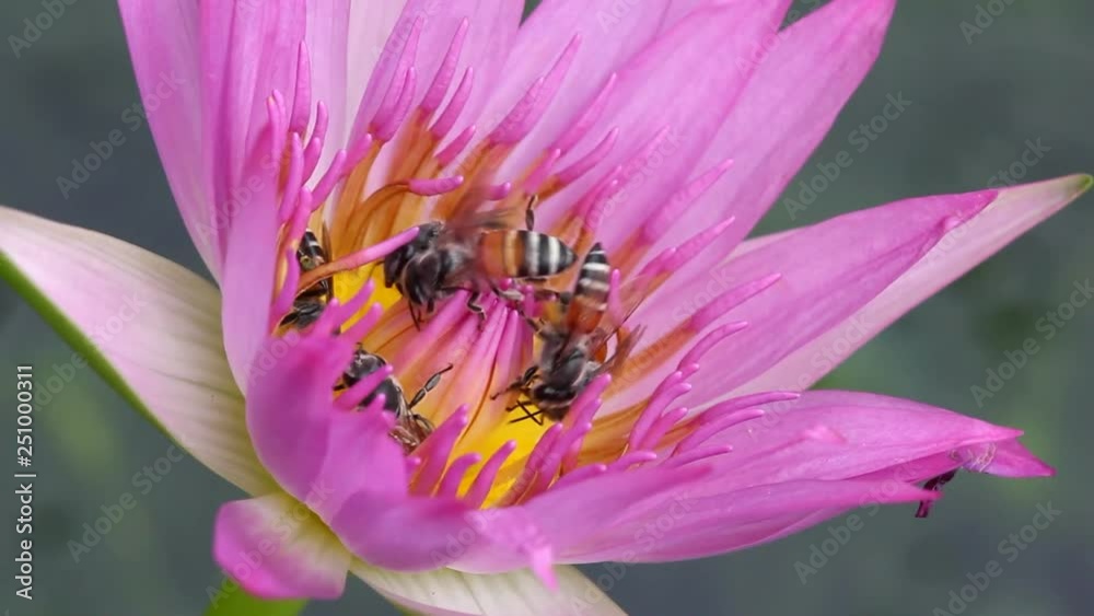 Close up group of bee swarm water lily, side view Close up group of bee swarm water lily, side view