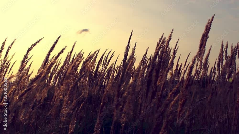 Grass in the sunlight on the sunset. Summer evening. Grass in the sunlight on the sunset. Summer evening.