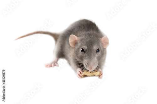 home hand rat isolated on white background, rat with food in paws, mockup, copyspace