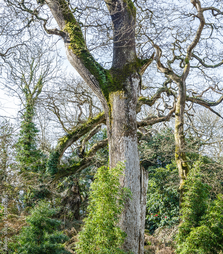 Fototapeta premium large, old trees without leaves in the park in spring; view from below to huge ash trees; trees and branches overgrown with moss and ivy