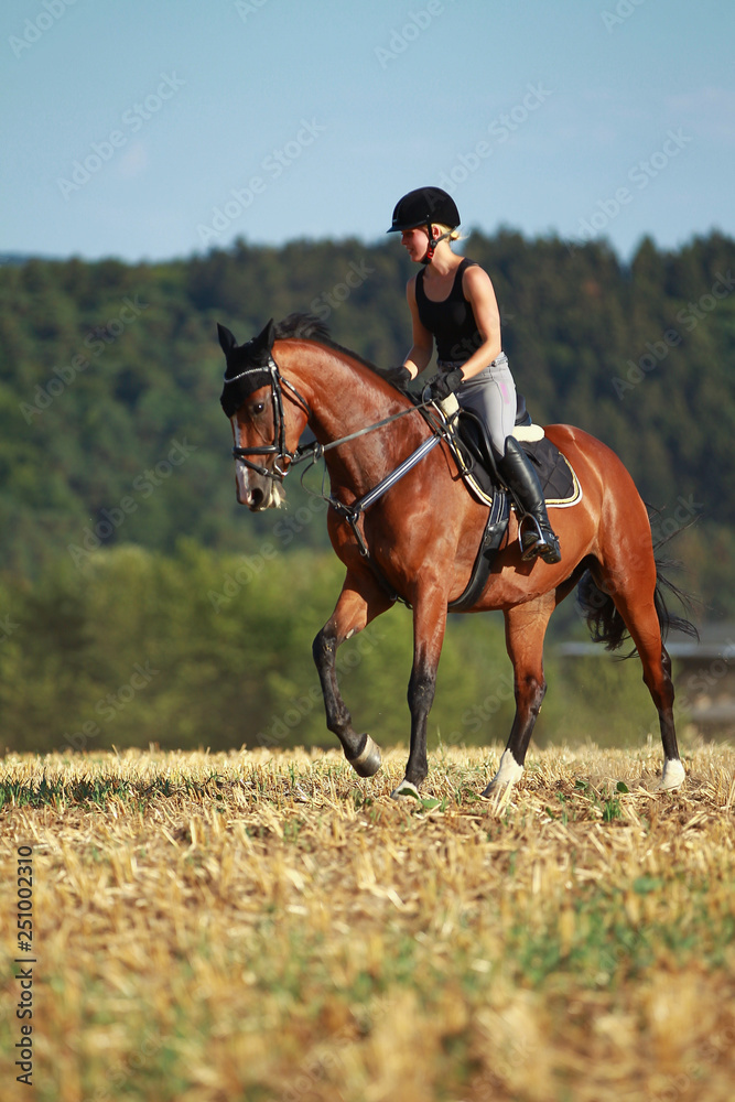 Young horse woman rides young horse on a harvested field in various gaits. Young horse woman rides young horse on a harvested field in various gaits.