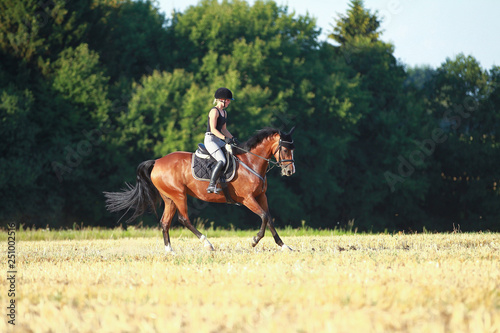 Young horse woman rides young horse on a harvested field in various gaits.