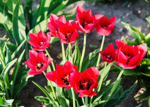 Beautiful red tulips in bed in spring