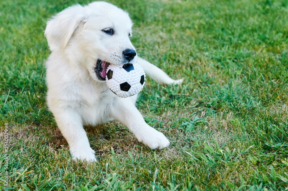 A small dog playing with a ball on the grass A small dog playing with a ball on the grass