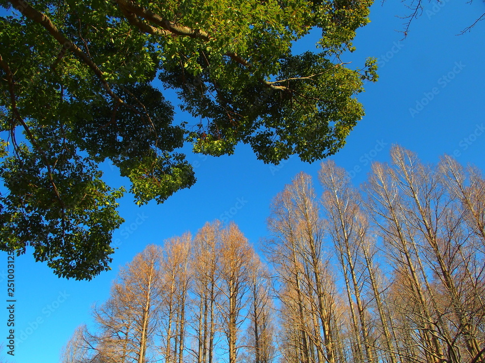 Obraz premium メタセコイアと青空