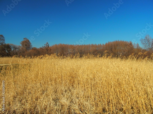 早春の枯れ葭とメタセコイア林のある公園風景
