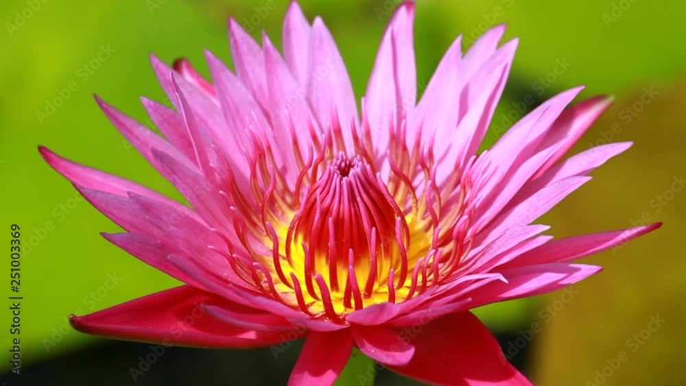 pink lotus close up in nature pink lotus close up in nature