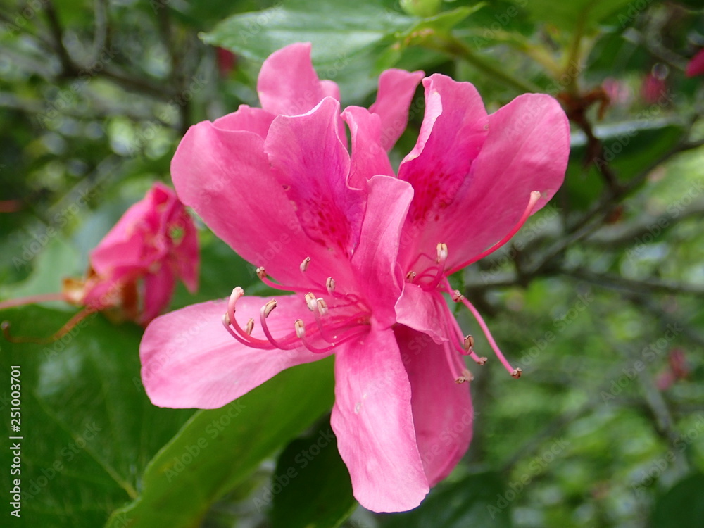 Fototapeta premium 野生のつつじ