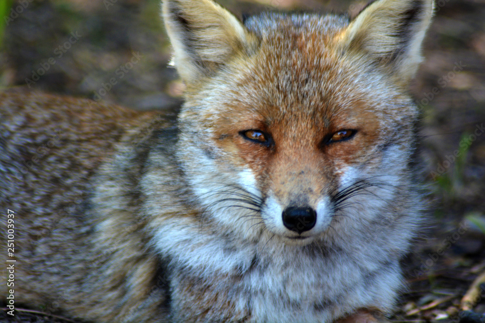 Fototapeta premium Volpe nel parco naturale della maremma