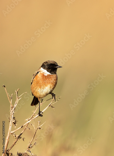European stonechat perching on a dry grass