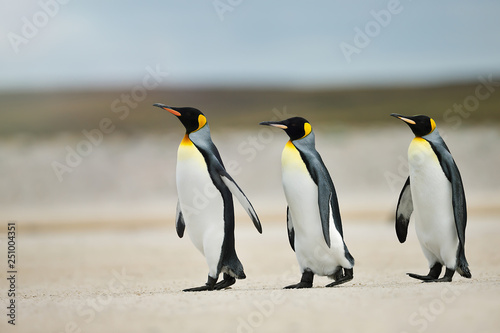 Three King penguins heading out to sea