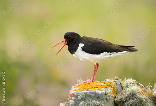 Φωτογραφία Eurasian Oystercatcher calling on a mossy rock