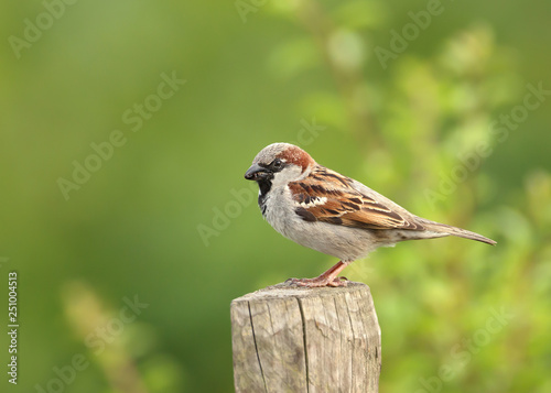 Photos Portrait of a house sparrow perched on a post