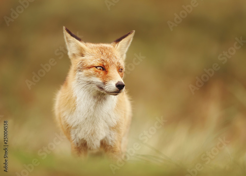 Portrait of a Red fox in the meadow.