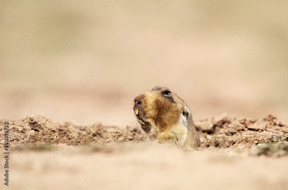 Obraz premium Close up of a big-headed African mole-rat