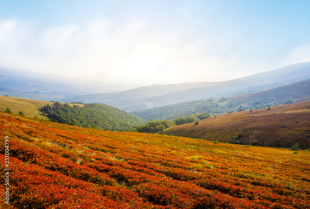 mountain valley panorama in a red bush at the sunset mountain valley panorama in a red bush at the sunset