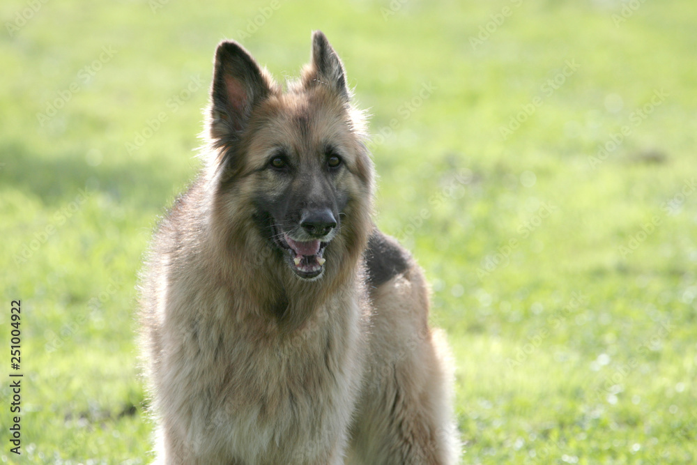 Langhaariger deutscher Schäferhund auf einer Wiese Langhaariger deutscher Schäferhund auf einer Wiese