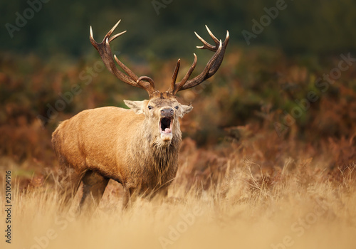 Red deer stag calling during rutting season