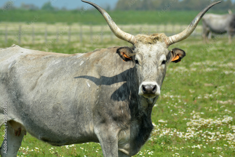 Mucca toscana in un campo in Maremma, Toscana, Italia Mucca toscana in un campo in Maremma, Toscana, Italia