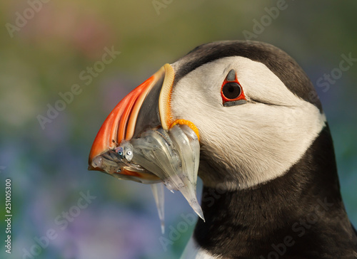 Atlantic puffin with a beak full of sand eels