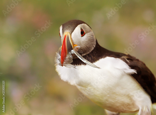 Atlantic puffin with a beak full of sand eels © giedriius