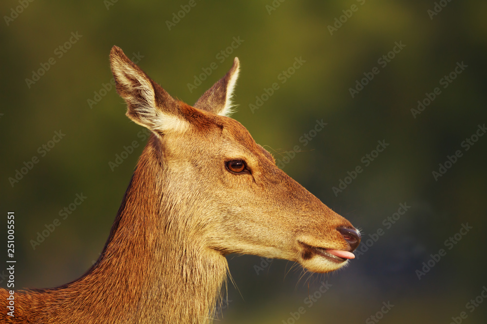 Close-up of a red deer hind against green background