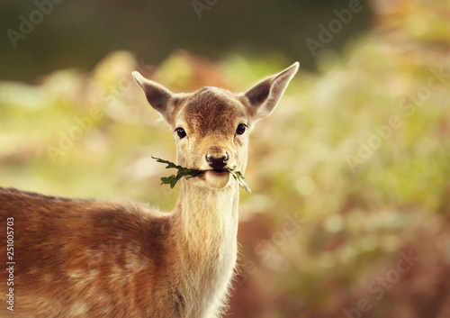 Vászonkép Close-up of a Fallow deer fawn eating leaves