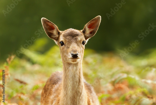 Close-up of a Fallow deer fawn standing in the grass