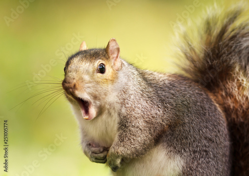 Close up of a grey squirrel yawning photo