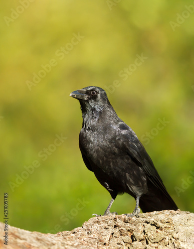 Carrion crow perching on a tree trunk