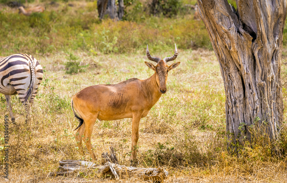 Fototapeta premium African antelope in Kenya