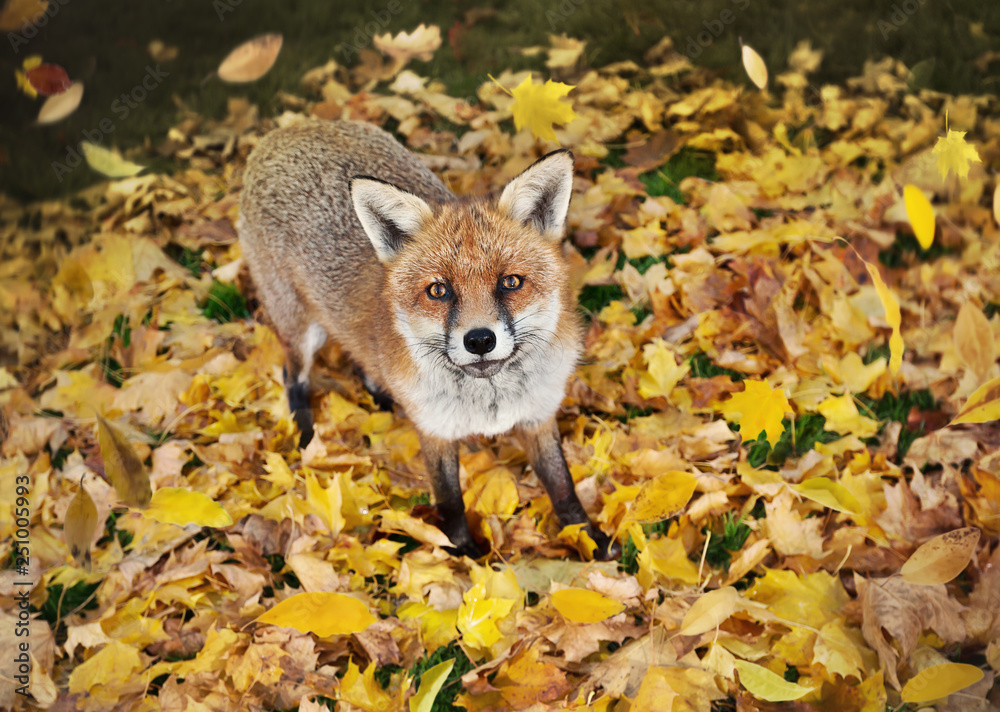 Obraz premium Red fox standing on the grass covered with autumn leaves