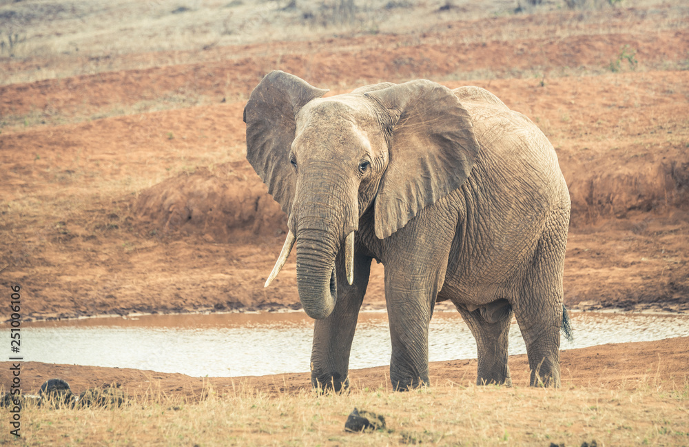 Fototapeta premium African elephant in Kenya
