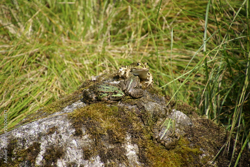 Frösche gemischt auf Felsen 2019222 Frösche gemischt auf Felsen 2019222