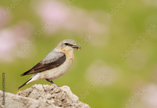 Close up of a Northern wheatear in the meadow