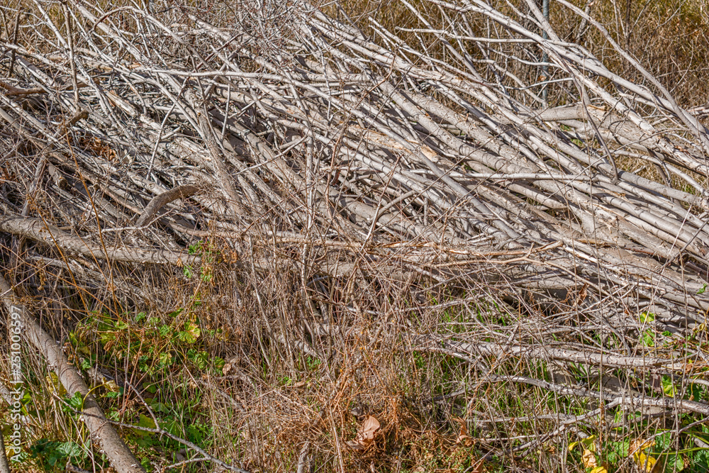 cut tree branches stacked on the ground cut tree branches stacked on the ground