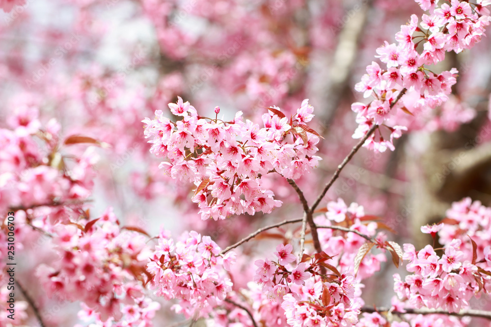 Wild Himalayan Cherry Blossoms in spring season (Prunus cerasoides), Sakura in Thailand, selective focus, Phu Lom Lo, Loei, Thailand. Wild Himalayan Cherry Blossoms in spring season (Prunus cerasoides), Sakura in Thailand, selective focus, Phu Lom Lo, Loei, Thailand.