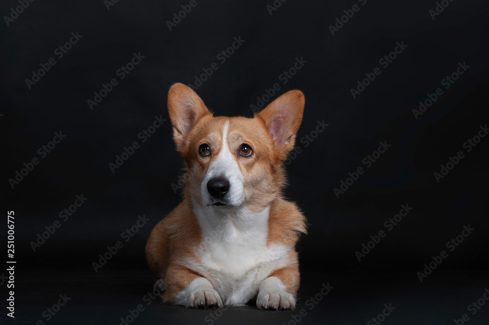 Portrait of scared dog welsh korgi pembroke in studio isolated on a black background